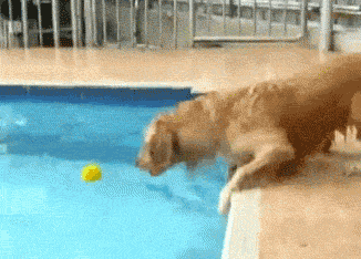 Dog reaching for tennis ball gif